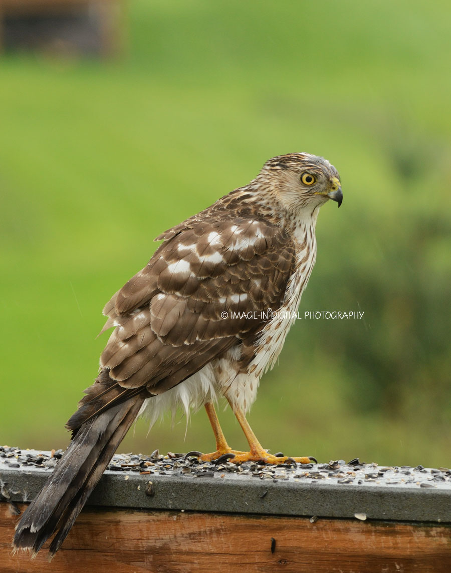 Juvenile Coopers Hawk